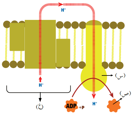 عملية إنتاج ATP في كل من الميتوكندريا، والبلاستيدات الخضراء